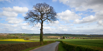 This landscape photograph captures the Sutton Scarsdale farm oak tree during a bright spring afternoon. The main subject of the image is a prominent oak tree positioned beside a country road, with its bare branches extending toward the sky, hinting at the early stages of spring growth. The agricultural fields surrounding Sutton Scarsdale Farm showcase vibrant green crops, with patches of yellow flowering plants adding contrast to the scene. In the background, the gently rolling hills and distant farm buildings, characteristic of the Sutton Scarsdale area, create a picturesque rural setting, highlighting the region’s agricultural heritage and the significance of trees to the local environment.